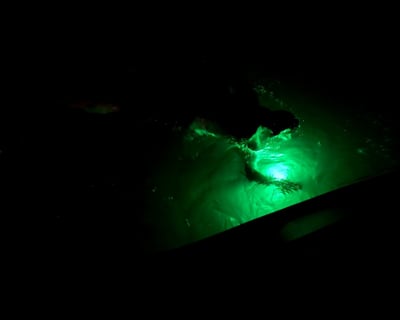 Swim in the Bioluminescent