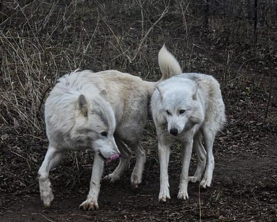 Guided Native Wildlife Tour in Rising Sun