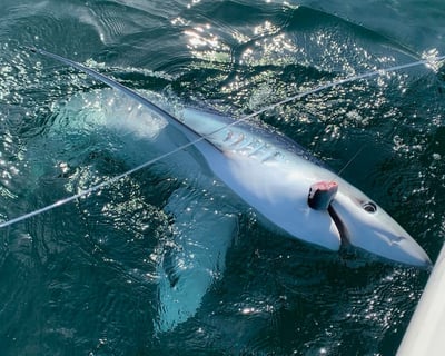 Shark Fishing Charter Off Chatham