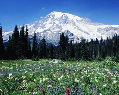 Explore Mt. Rainier on an 11-Hour Guided Tour