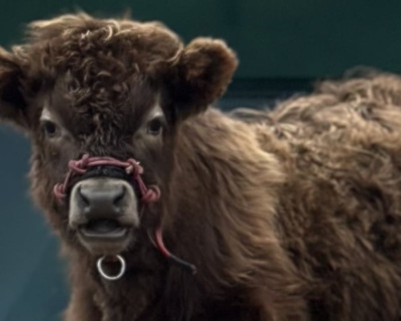Farm Animal Party With Mini Highland Cows in Holly, MI