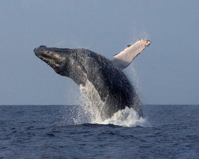 Guaranteed Whale Sightings on 41ft Kona Raft