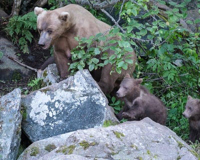 Soldotna Fly-Out Brown Bear Viewing Tour
