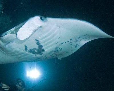 Night Manta Ray Snorkel Tour in Kailua-Kona
