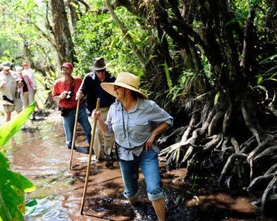 Walk a Private Guided Swamp Eco Tour in Big Cypress