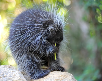 Guided 45-Minute Animal Encounter Tour in Sylmar
