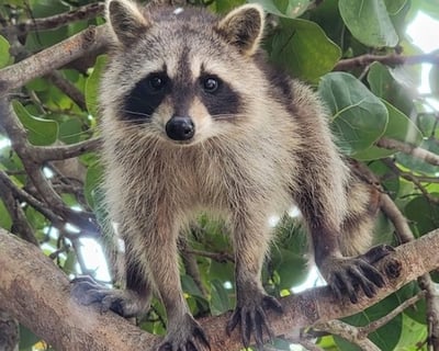 Explore Raccoon Island on a 2-Hour Miami Guided Tour