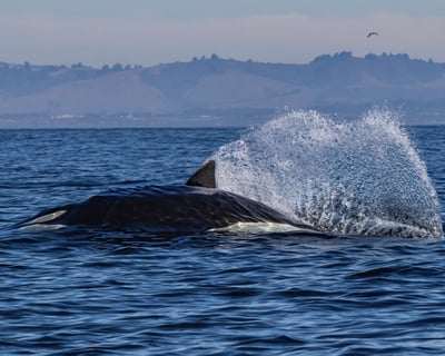 Extended Killer Whale Season Whale Watch in Monterey