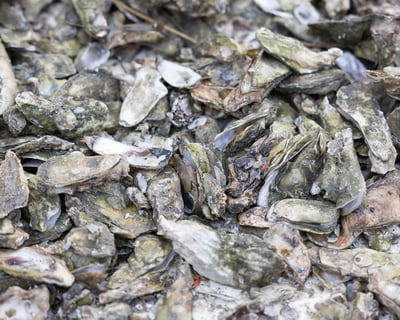 Oyster Roast at Drayton Hall