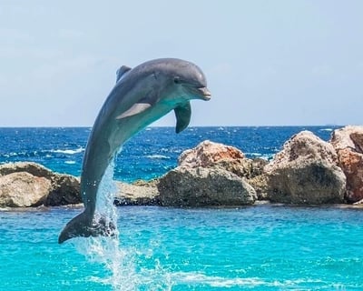 Private Boat Charter in Anna Maria Island