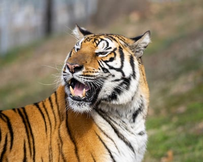 Guided Wildlife Tram Tour in Eureka Springs