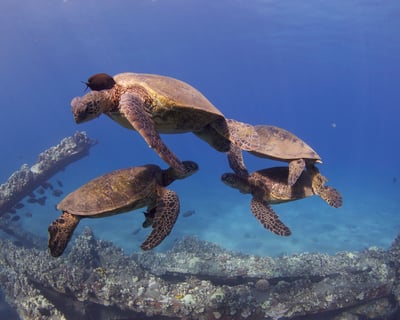 Small Group Mala Wharf Dive with Sharks & Turtles