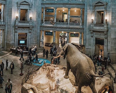 Natural History Museum Semi Private Tour in DC