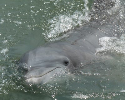 2-Hour Fishing Charter in Hilton Head