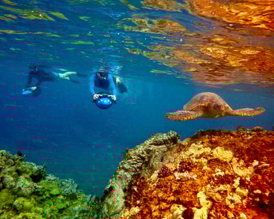 Private Snorkeling Guided Tour at Wailea Beach