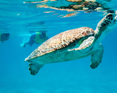 3.5-Hour Virgin Islands National Park Snorkeling Tour