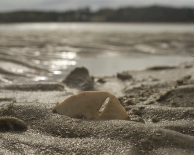 Disappearing Island & Dolphin Tour in Hilton Head