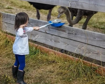 Alpaca & Farm Animal Tour in West Linn