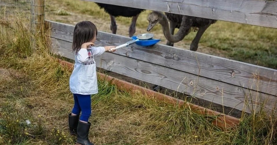 Alpaca & Farm Animal Tour in West Linn