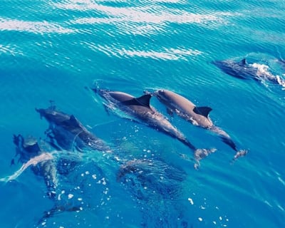 Wild Dolphin Swim & Snorkel Tour in Waianae