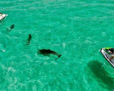 Matlacha Wildlife Jet Ski Tour