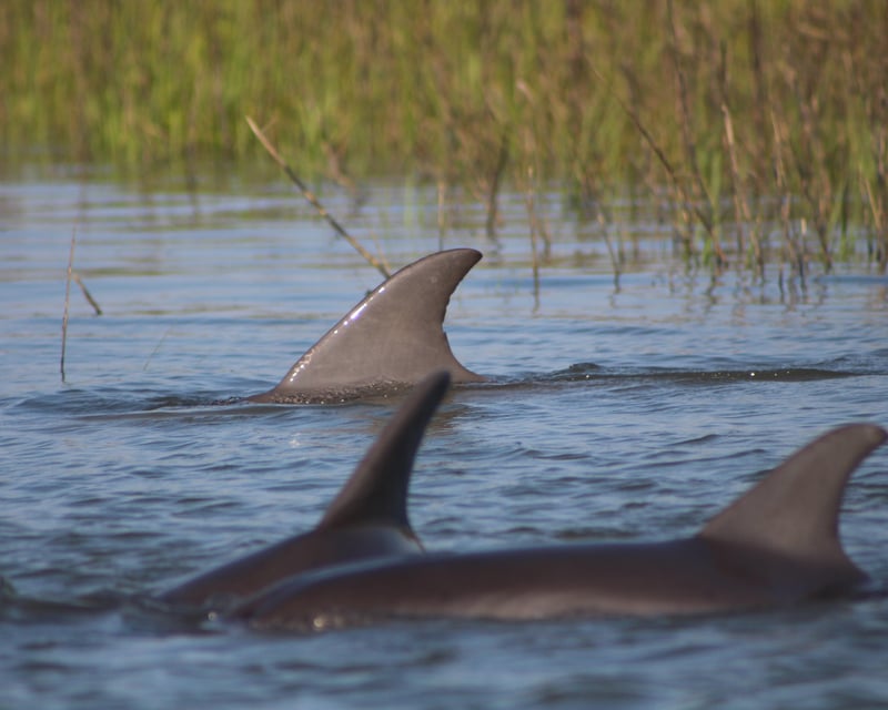 Tidal Creek Dolphin Watching Tour in Charleston