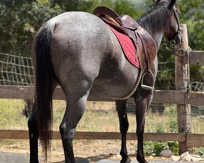 Private 1-Hour Horseback Riding Lesson in Lockhart