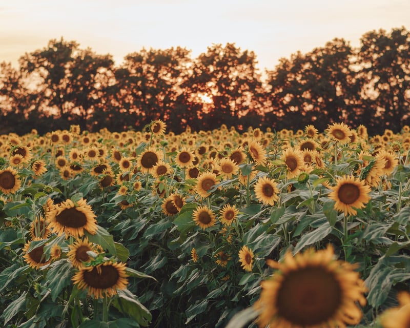 Fall U-Pick Sunflowers in Mannington Township, NJ