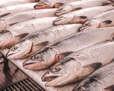 5-Hour Seward Salmon & Rockfish Charter