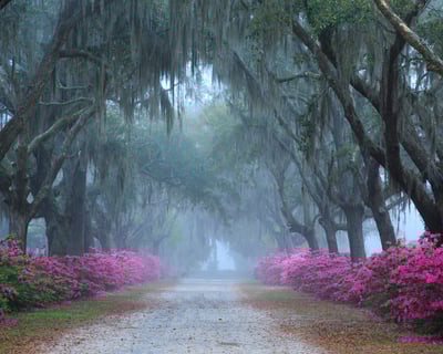 Bonaventure Cemetery Tour with Master Storyteller