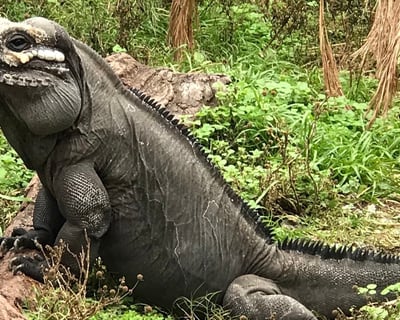 Animal Encounter in Punta Gorda