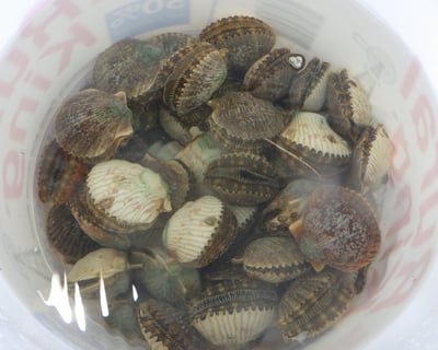 Semi-Private Scallop Tour for Up to 6 Guests