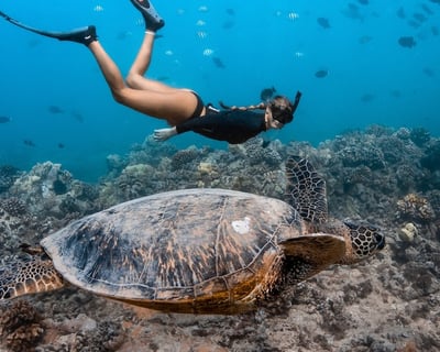 Snorkel Turtle Canyon on a 2-Hour Waikiki Tour