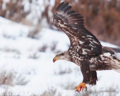 Winter Wildlife & Snowshoe Tour in Big Sky
