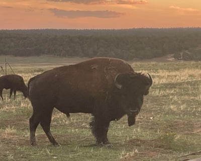 Bison Feeding Wagon Ride in Mt Carmel