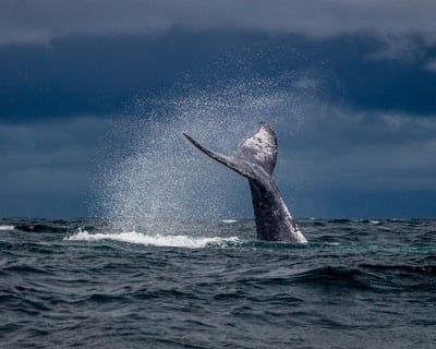 Kailua-Kona 3-Hour Whale Watch Cruise