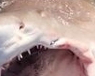 Shark Fishing Charter in Lewes