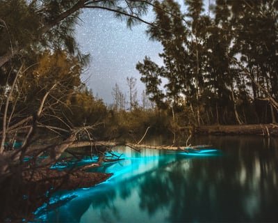 Bioluminescent Clear Kayak Tour