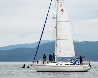Marine Wildlife Sailing Charter in Friday Harbor