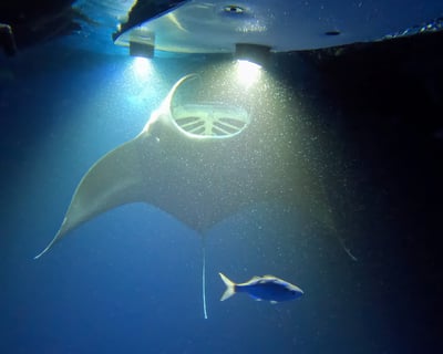 Sunset Manta Ray Snorkel Tour in Kailua-Kona