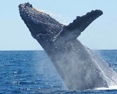 Humpback Whale Watching Tour in Honolulu