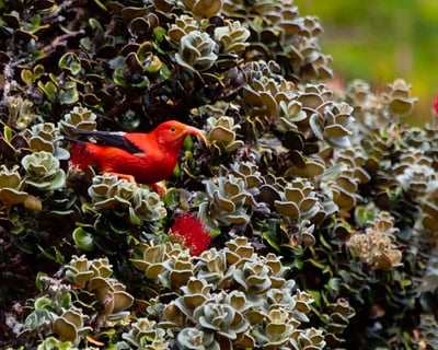 Maui Birding Group Tour