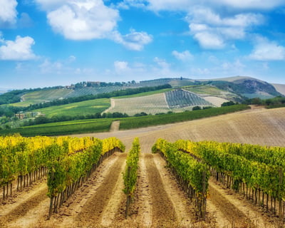 Full-Day Napa & Sonoma Wine Tasting Tour From San Francisco