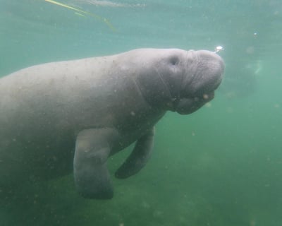 Swim With Manatees on a Private Snorkel Tour