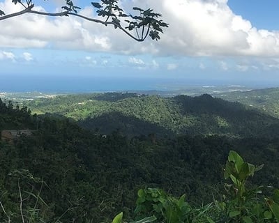 El Yunque 7-Hour Rainforest Hiking Tour