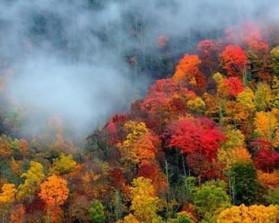 See Fall Colors on a 5-Hour Smoky Mountains Tour