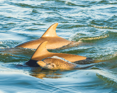 Brunch and Bottlenose Dolphin Cruise in St. Augustine