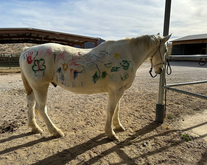 Horse Painting Experience at Lajitas Equestrian Center