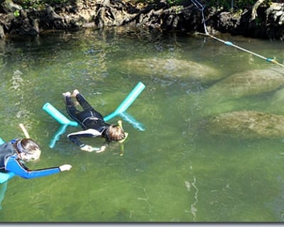 Swim With Manatees Guided Tour In Crystal River