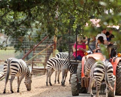 Guided Tractor-Trailer Ride at Exotic Resort Zoo